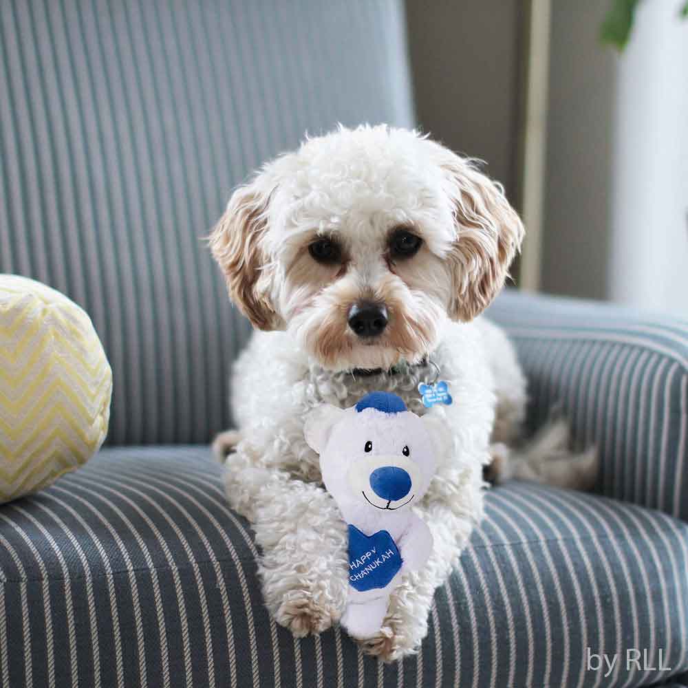 Squeaky Chanukah Bear Dog Toy