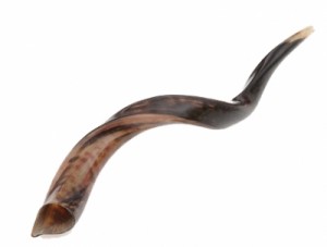 Yemenite shofar From Israel